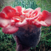 Мицелий Вешенки розовой / Розовый фламинго (Pleurotus djamor) Мицелий Вешенки розовой / Розовый фламинго (Pleurotus djamor)